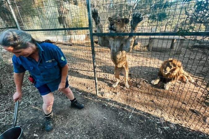 a woman bends down to feed lions in a zoo enclosure